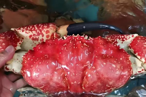 海蟹的品种介绍，常见的有花蟹、青蟹等