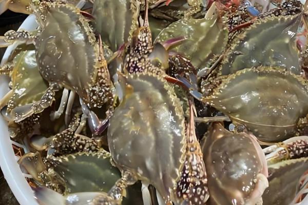 海蟹的品种介绍，常见的有花蟹、青蟹等