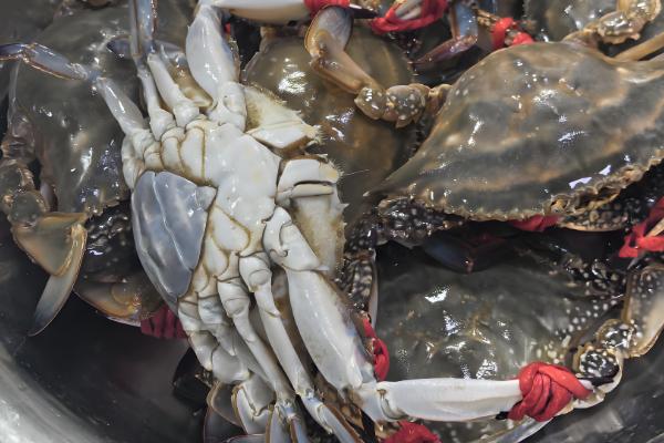 海蟹的品种介绍，常见的有花蟹、青蟹等
