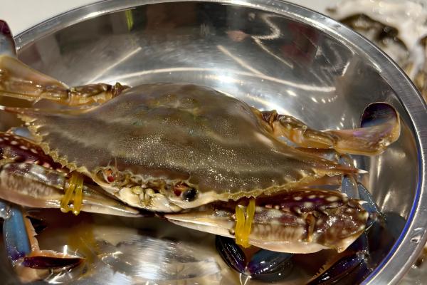 海蟹的品种介绍，常见的有花蟹、青蟹等