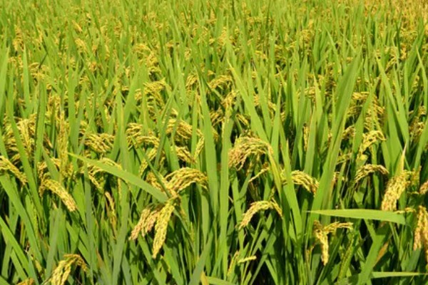 水稻细条病介绍，主要危害水稻的叶片