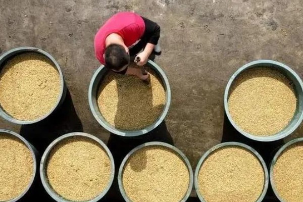 水稻细条病介绍，主要危害水稻的叶片