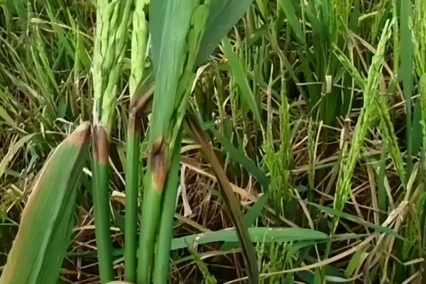 水稻细条病介绍，主要危害水稻的叶片