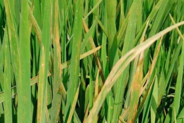 水稻细条病介绍，主要危害水稻的叶片