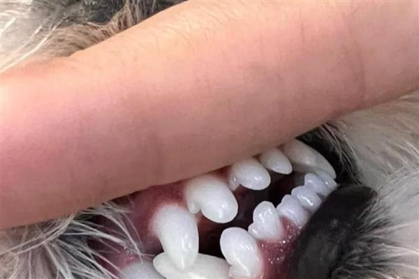 狗狗牙齿结石的原因，长期没有清洁处理所致