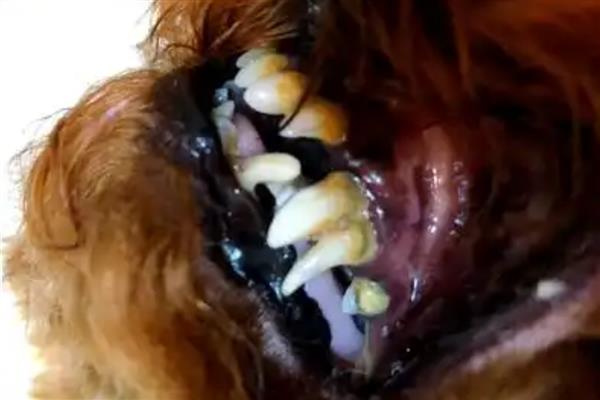 狗狗牙齿结石的原因，长期没有清洁处理所致