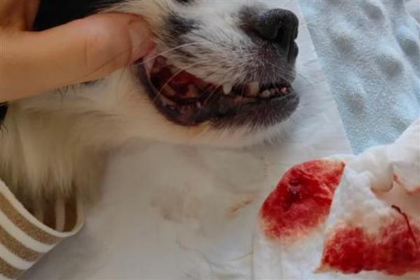 狗狗牙齿结石的原因，长期没有清洁处理所致