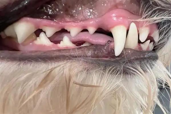 狗狗牙齿结石的原因，长期没有清洁处理所致