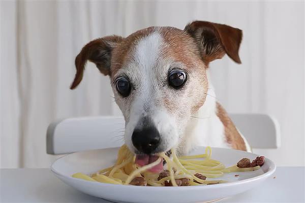 狗为什么一直吃不胖,可能是寄生虫太多所致