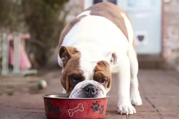 狗为什么一直吃不胖,可能是寄生虫太多所致