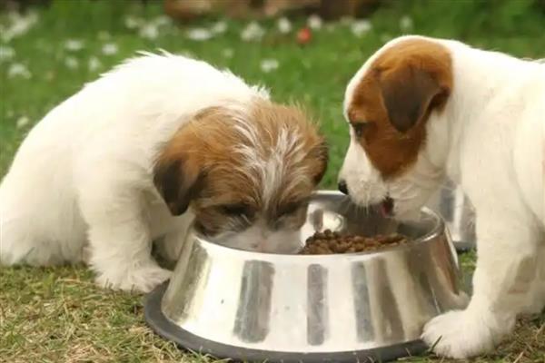 狗为什么一直吃不胖,可能是寄生虫太多所致