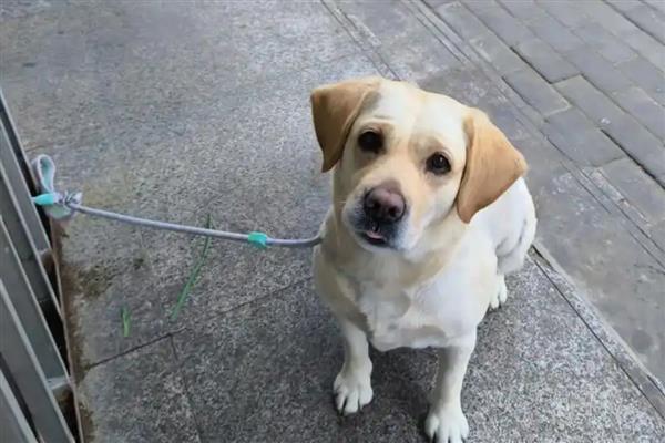 狗为什么一直吃不胖,可能是寄生虫太多所致