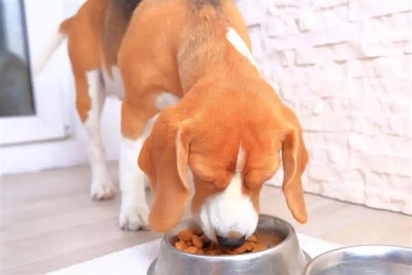 狗为什么一直吃不胖,可能是寄生虫太多所致