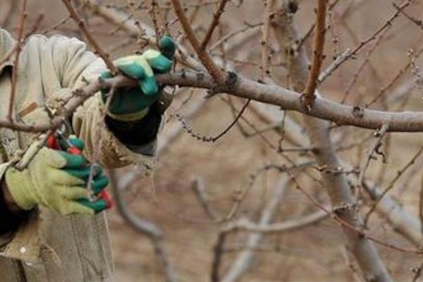 黄桃树什么时候剪枝,可以冬季剪枝