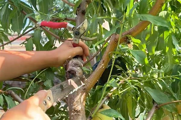 黄桃树什么时候剪枝,可以冬季剪枝