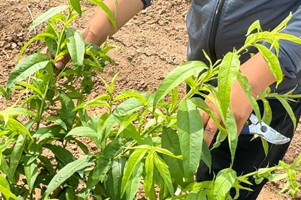 黄桃树什么时候剪枝,可以冬季剪枝