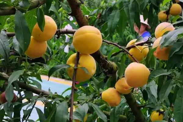 黄桃树什么时候剪枝,可以冬季剪枝