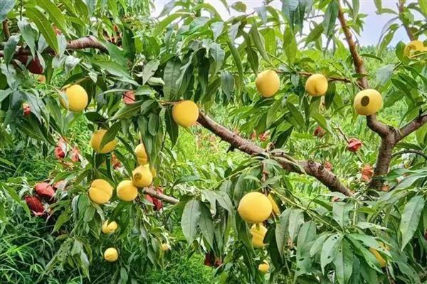 黄桃树什么时候剪枝,可以冬季剪枝