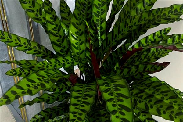 猫眼竹芋为什么不长新叶，可能是光照不足所致