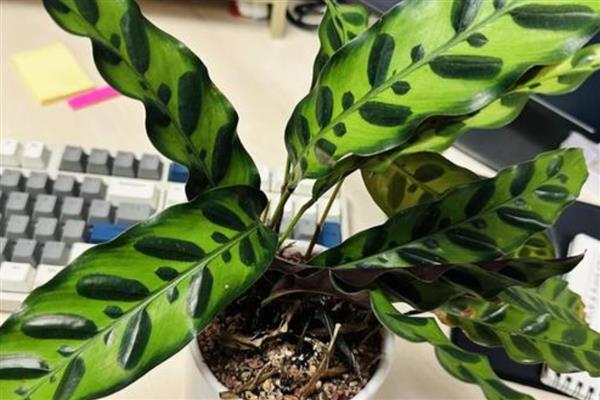 猫眼竹芋为什么不长新叶，可能是光照不足所致