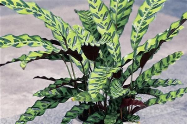 猫眼竹芋为什么不长新叶，可能是光照不足所致