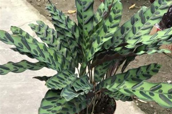 猫眼竹芋为什么不长新叶，可能是光照不足所致