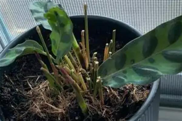 猫眼竹芋为什么不长新叶，可能是光照不足所致