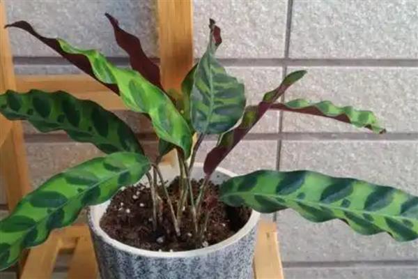 猫眼竹芋为什么不长新叶，可能是光照不足所致