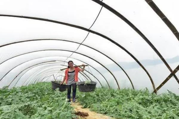 西瓜如何剪枝，顶部生长出的嫩芽和嫩叶都要剪去