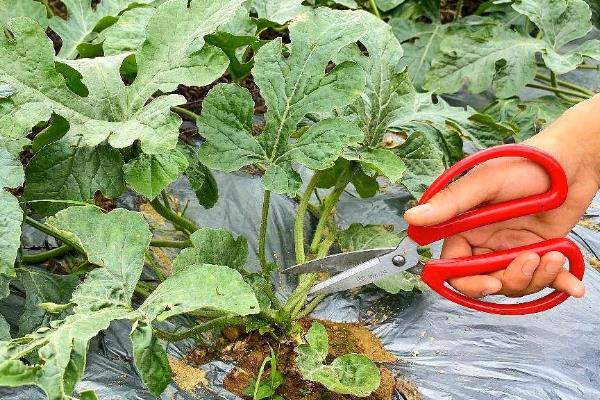 西瓜如何剪枝，顶部生长出的嫩芽和嫩叶都要剪去