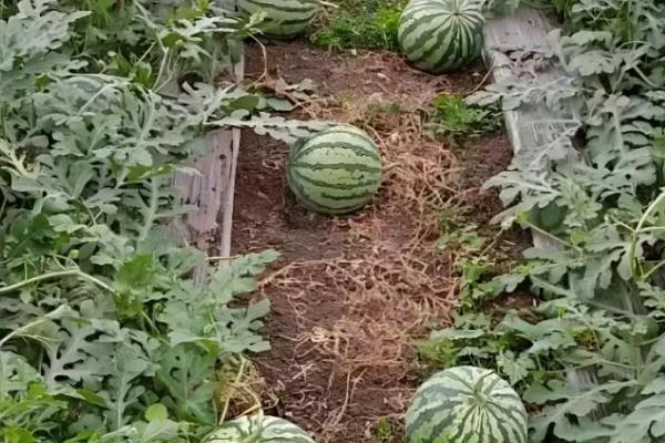 西瓜如何剪枝，顶部生长出的嫩芽和嫩叶都要剪去