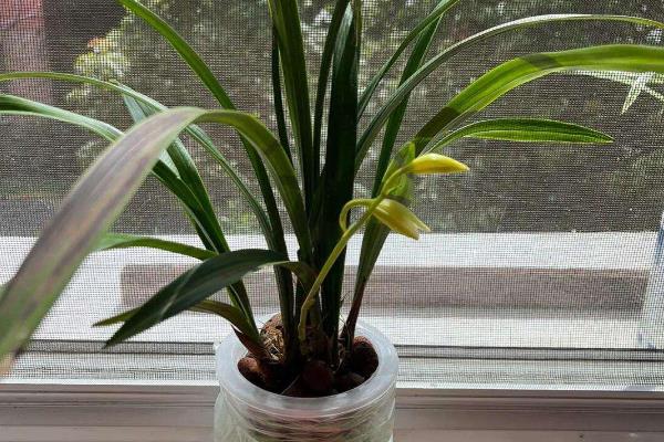 兰花能水培吗，兰花能水培