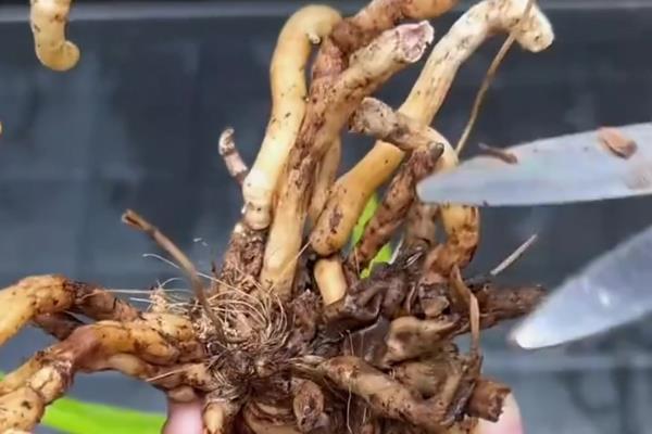 兰花能水培吗，兰花能水培