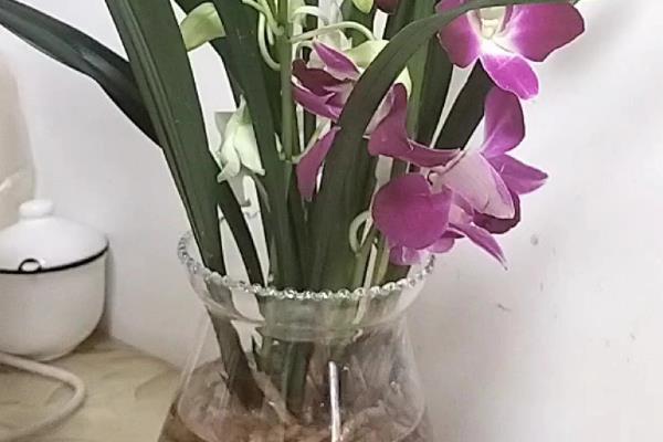 兰花能水培吗，兰花能水培