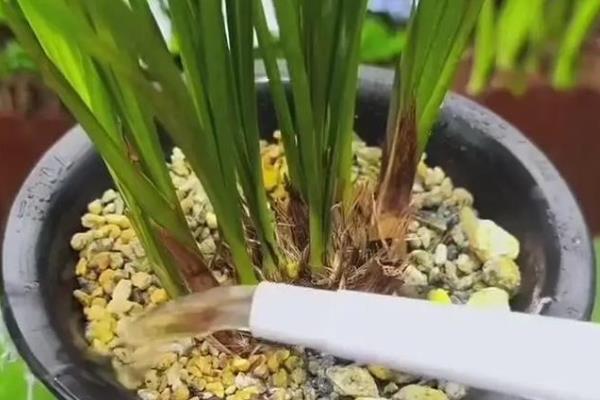 兰花能水培吗，兰花能水培