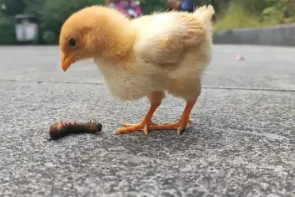 小鸡生病了怎么处理,根据病情对症治疗