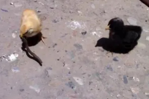 小鸡生病了怎么处理,根据病情对症治疗