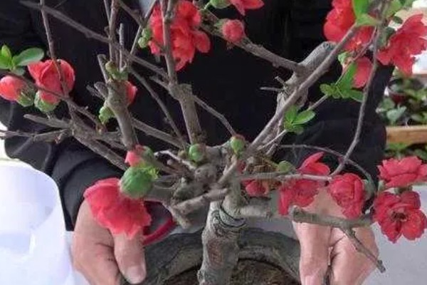 怎么修剪冬红海棠，不同生长阶段的修剪方法不同