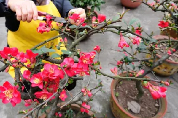 怎么修剪冬红海棠，不同生长阶段的修剪方法不同