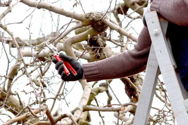 怎么修剪冬红海棠，不同生长阶段的修剪方法不同