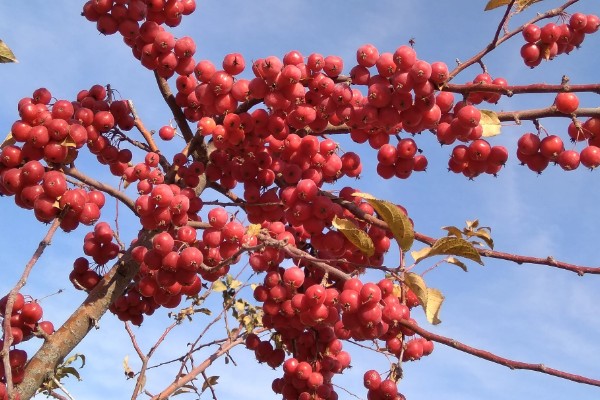 怎么修剪冬红海棠，不同生长阶段的修剪方法不同