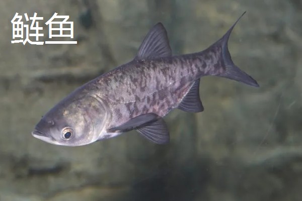 池塘养什么鱼长得快,养草鱼长得最快