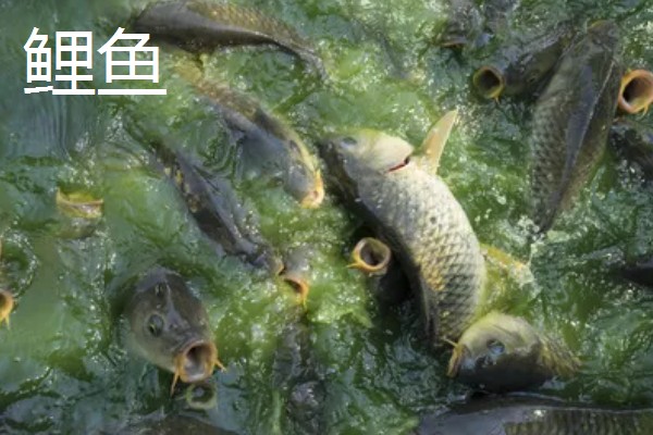 池塘养什么鱼长得快,养草鱼长得最快