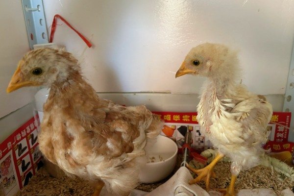 小鸡生病了怎么处理,根据病情对症治疗