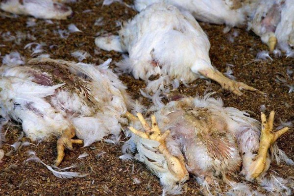 小鸡生病了怎么处理,根据病情对症治疗