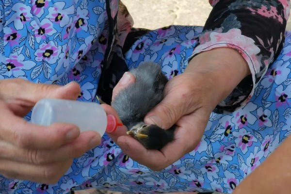 小鸡生病了怎么处理,根据病情对症治疗