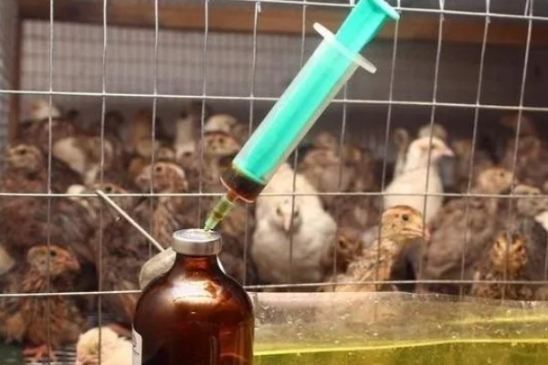 小鸡生病了怎么处理,根据病情对症治疗