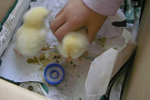 小鸡生病了怎么处理,根据病情对症治疗