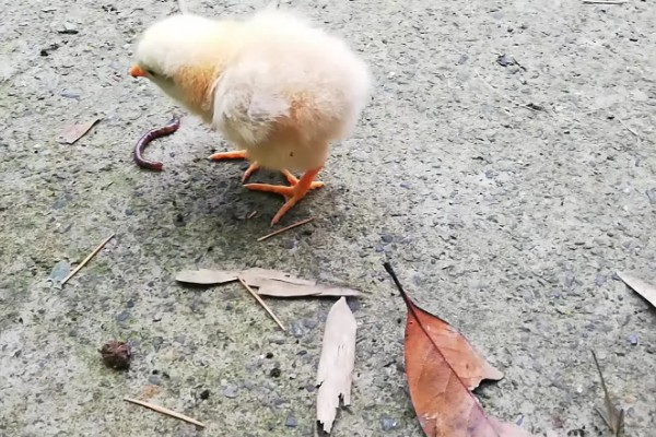 小鸡生病了怎么处理,根据病情对症治疗