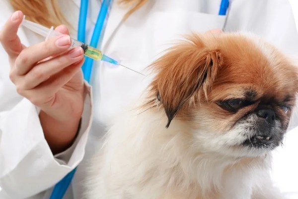 狗身上有跳蚤如何处理，使用体外驱虫药有疗效